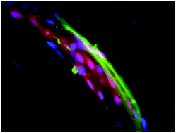 Graphical abstract: The instructive role of the vasculature in stem cell niches