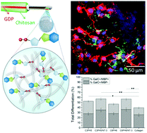 Graphical abstract: Purine-crosslinked injectable chitosan sponges promote oligodendrocyte progenitor cells’ attachment and differentiation