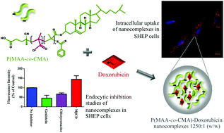 Graphical abstract: The endocytic pathway and therapeutic efficiency of doxorubicin conjugated cholesterol-derived polymers