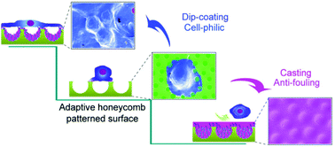 Graphical abstract: Biomimetic honeycomb-patterned surface as the tunable cell adhesion scaffold