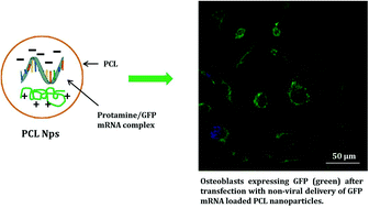 Graphical abstract: mRNA delivery using non-viral PCL nanoparticles