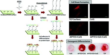 Graphical abstract: The effects of poly(dimethylsiloxane) surface silanization on the mesenchymal stem cell fate