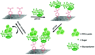 Graphical abstract: pH and glucose responsive nanofibers for the reversible capture and release of lectins