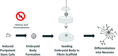 Graphical abstract: Engineering personalized neural tissue by combining induced pluripotent stem cells with fibrin scaffolds