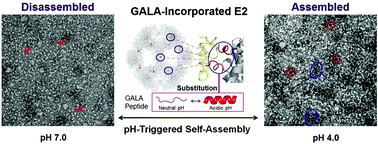 Graphical abstract: Design of a reversible inversed pH-responsive caged protein