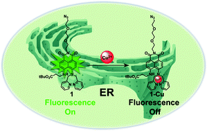 Graphical abstract: Organelle-selective fluorescent Cu2+ ion probes: revealing the endoplasmic reticulum as a reservoir for Cu-overloading