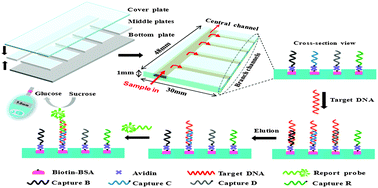 Graphical abstract: Multiplex detection of nucleic acids using a low cost microfluidic chip and a personal glucose meter at the point-of-care