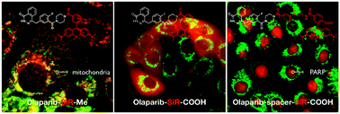 Graphical abstract: Red Si–rhodamine drug conjugates enable imaging in GFP cells