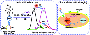 Graphical abstract: A “light-up” and “spectrum-shift” response of aptamer-functionalized silver nanoclusters for intracellular mRNA imaging