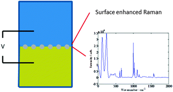 Graphical abstract: Electrochemical modulation of SERS at the liquid/liquid interface