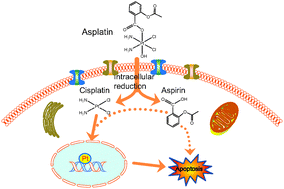 Graphical abstract: The ligation of aspirin to cisplatin demonstrates significant synergistic effects on tumor cells