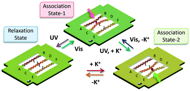 Graphical abstract: Direct observation of the dual-switching behaviors corresponding to the state transition in a DNA nanoframe