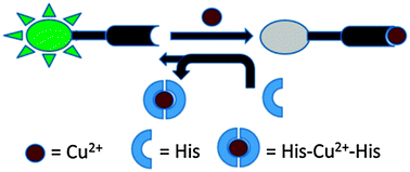 Graphical abstract: A coumarin-based fluorescent probe for recognition of Cu2+ and fast detection of histidine in hard-to-transfect cells by a sensing ensemble approach