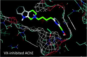 Graphical abstract: Tryptoline-3-hydroxypyridinaldoxime conjugates as efficient reactivators of phosphylated human acetyl and butyrylcholinesterases