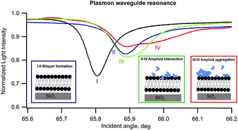 Graphical abstract: Probing the kinetics of lipid membrane formation and the interaction of a nontoxic and a toxic amyloid with plasmon waveguide resonance