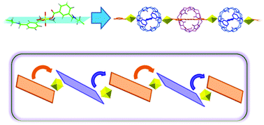 Graphical abstract: The first case of an actinide polyrotaxane incorporating cucurbituril: a unique ‘dragon-like’ twist induced by a specific coordination pattern of uranium