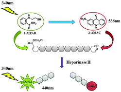 Graphical abstract: Efficient access to the non-reducing end of low molecular weight heparin for fluorescent labeling