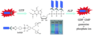 Graphical abstract: A sensitive colorimetric and fluorescent sensor based on imidazolium-functionalized squaraines for the detection of GTP and alkaline phosphatase in aqueous solution