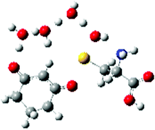 Graphical abstract: Mechanism of the cysteine sulfenic acid O-sulfenylation of 1,3-cyclohexanedione