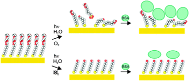 Graphical abstract: UV-mediated tuning of surface biorepulsivity in aqueous environment