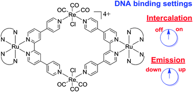 Graphical abstract: Using ancillary ligands to tune the DNA binding properties of self-assembled luminescent metallomacrocycles