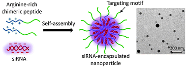 Graphical abstract: Biocompatible, chimeric peptide-condensed supramolecular nanoparticles for tumor cell-specific siRNA delivery and gene silencing
