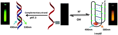 Graphical abstract: A single thiazole orange molecule forms an exciplex in a DNA i-motif