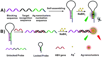 Graphical abstract: Hairpin DNA probes based on target-induced in situ generation of luminescent silver nanoclusters