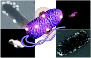 Graphical abstract: Construction of nanoantennas on the bacterial outer membrane