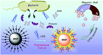 Graphical abstract: Peptide–perylene diimide functionalized magnetic nano-platforms for fluorescence turn-on detection and clearance of bacterial lipopolysaccharides