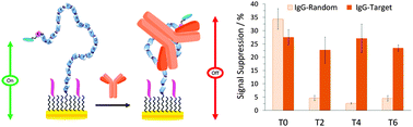 Graphical abstract: Use of thiolated oligonucleotides as anti-fouling diluents in electrochemical peptide-based sensors