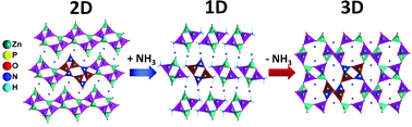 Graphical abstract: Dimensionality changes in the solid phase at room temperature: 2D → 1D → 3D evolution induced by ammonia sorption–desorption on zinc phosphates