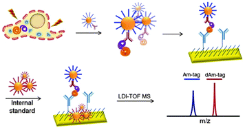 Graphical abstract: Detection and quantification of the Bcr/Abl chimeric protein on biochips using LDI-TOF MS