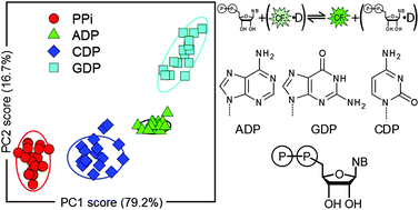 Graphical abstract: An off-the-shelf sensing system for physiological phosphates