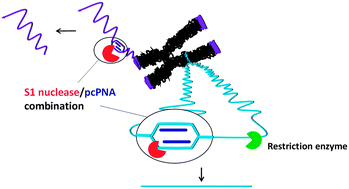 Graphical abstract: Clipping of predetermined fragments from the human genome by S1 nuclease–PNA combinations