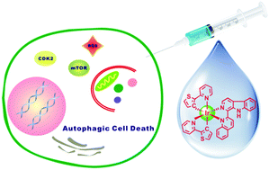 Graphical abstract: Cyclometalated iridium(iii)–β-carboline complexes as potent autophagy-inducing agents