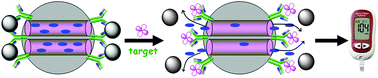 Graphical abstract: Nanoparticle-based pseudo hapten for target-responsive cargo release from a magnetic mesoporous silica nanocontainer