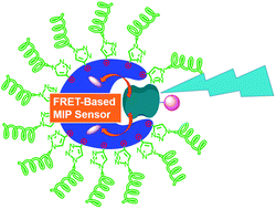 Graphical abstract: Molecularly imprinted nanoparticles as tailor-made sensors for small fluorescent molecules