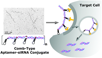 Graphical abstract: Multivalent comb-type aptamer–siRNA conjugates for efficient and selective intracellular delivery