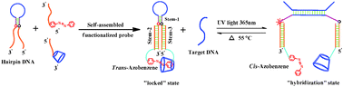 Graphical abstract: A self-assembled conformational switch: a host–guest stabilized triple stem molecular beacon via a photoactivated and thermal regeneration mode