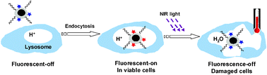 Graphical abstract: A photothermal cell viability-reporting theranostic nanoprobe for intraoperative optical ablation and tracking of tumors