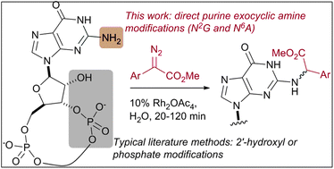Graphical abstract: Catalytic carbene transfer allows the direct customization of cyclic purine dinucleotides