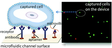 Graphical abstract: An ensemble of aptamers and antibodies for multivalent capture of cancer cells