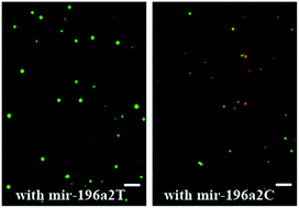 Graphical abstract: A quantum dot-based microRNA nanosensor for point mutation assays