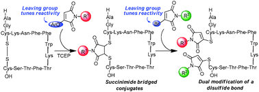 Graphical abstract: Aryloxymaleimides for cysteine modification, disulfide bridging and the dual functionalization of disulfide bonds