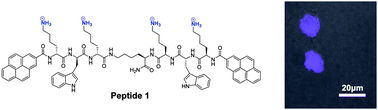 Graphical abstract: A fluorescent light-up probe as an inhibitor of intracellular β-tryptase