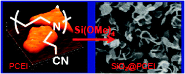 Graphical abstract: Poly(N-cyanoethylethyleneimine): a new nanoscale template for biomimetic silicification