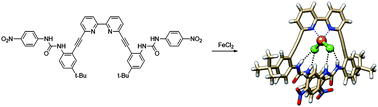 Graphical abstract: Intramolecular N–H⋯Cl hydrogen bonds in the outer coordination sphere of a bipyridyl bisurea-based ligand stabilize a tetrahedral FeLCl2 complex