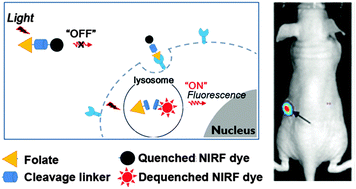 Graphical abstract: A folate receptor-specific activatable probe for near-infrared fluorescence imaging of ovarian cancer