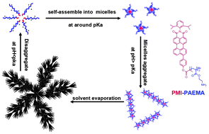 Graphical abstract: pH-responsive self-assembly of fluorophore-ended homopolymers